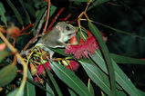 Feathertail Glider