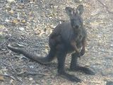 Common Wallaroo