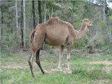 Dromedary Camel