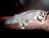 Squirrel Glider