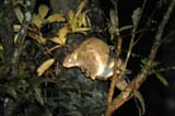 Green Ringtail Possum