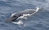 Bryde's Whale