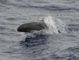 False Killer Whale