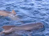 Long-finned Pilot Whale