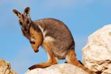Yellow-footed Rock-wallaby