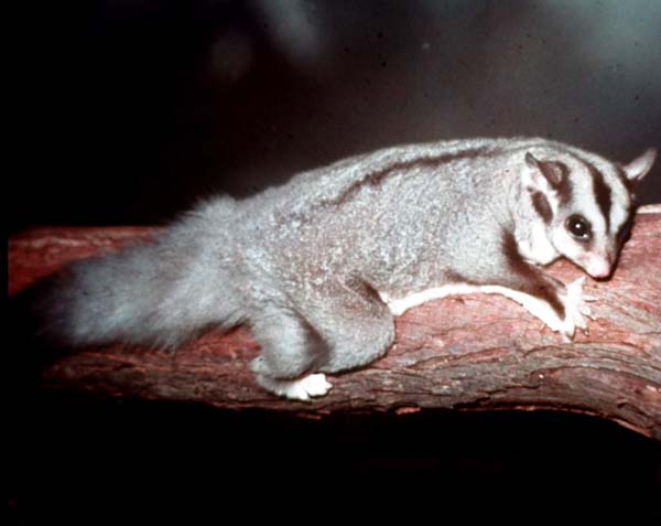 Squirrel Glider | Petaurus norfolcensis Squirrel Glider | Petaurus norfolcensis photo