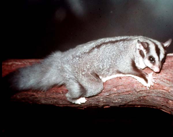 Squirrel Glider | Petaurus norfolcensis photo