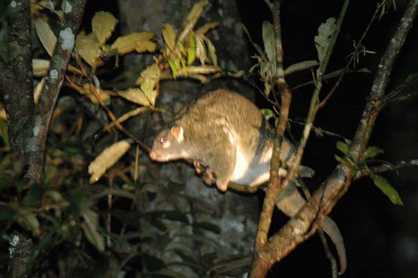 Green Ringtail Possum | Pseudocheirus archeri photo