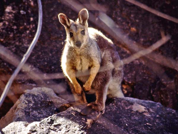 Black-footed Rock-wallaby | Petrogale lateralis photo