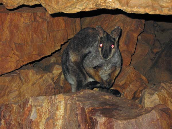 Black-footed Rock-wallaby | Petrogale lateralis photo