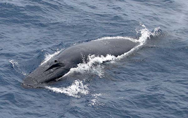 Bryde's Whale | Balaenoptera edeni photo