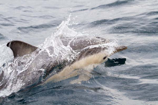 Short-beaked Common Dolphin | Delphinus delphis photo