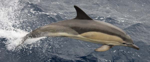 Short-beaked Common Dolphin | Delphinus delphis photo