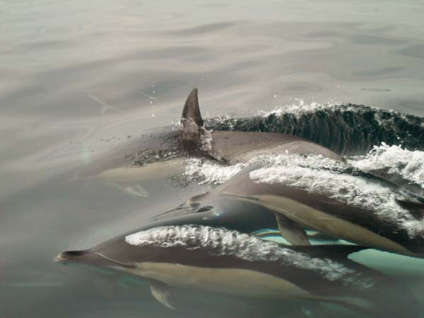 Short-beaked Common Dolphin | Delphinus delphis photo