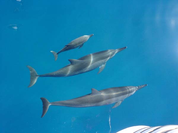 Spinner Dolphin | Stenella longirostris photo