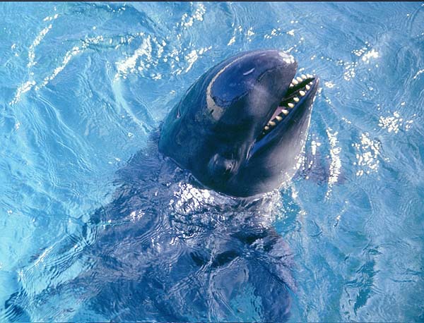 False Killer Whale | Pseudorca crassidens photo