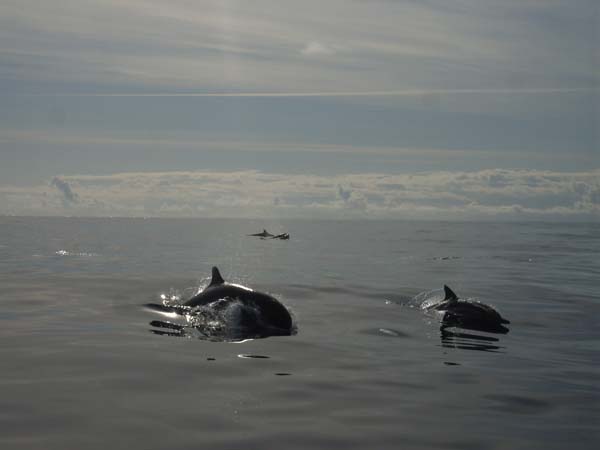 False Killer Whale | Pseudorca crassidens photo