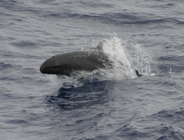 False Killer Whale | Pseudorca crassidens photo