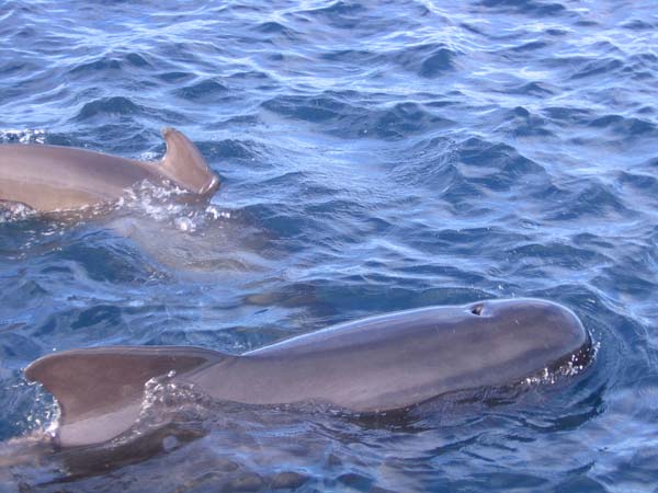 Long-finned Pilot Whale | Globicephala melas photo