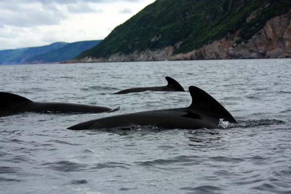 Long-finned Pilot Whale | Globicephala melas photo