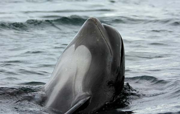 Long-finned Pilot Whale | Globicephala melas photo