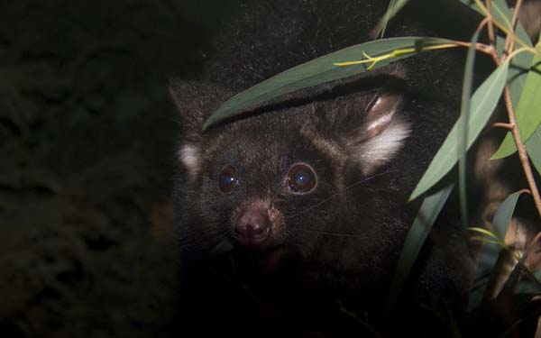 Greater Glider | Petauroides volans photo