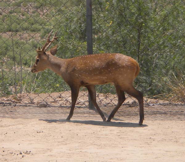 Hog Deer | Cervus porcinus photo