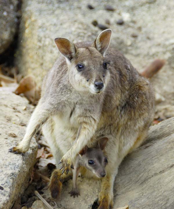 Mareeba Rock-wallaby | Petrogale mareeba photo
