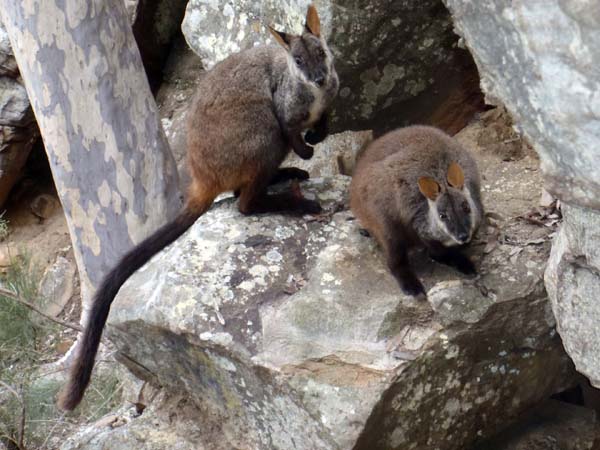 Brush-tailed Rock-wallaby | Petrogale penicillata photo