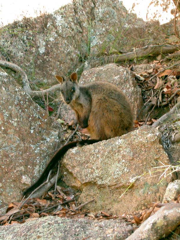 Brush-tailed Rock-wallaby | Petrogale penicillata photo