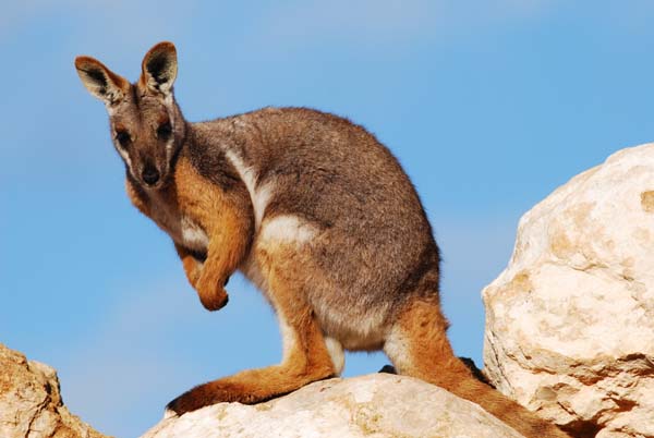 Yellow-footed Rock-wallaby | Petrogale xanthopus photo