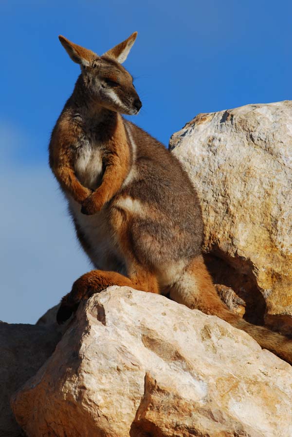 Yellow-footed Rock-wallaby | Petrogale xanthopus photo