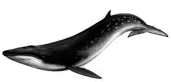 Bryde's Whale | Balaenoptera edeni photo