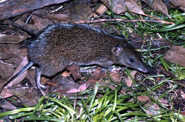 Southern Brown Bandicoot | Isoodon obesulus photo