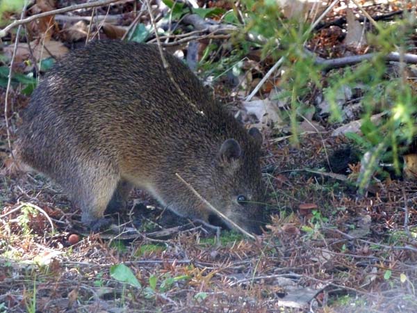 Southern Brown Bandicoot | Isoodon obesulus photo