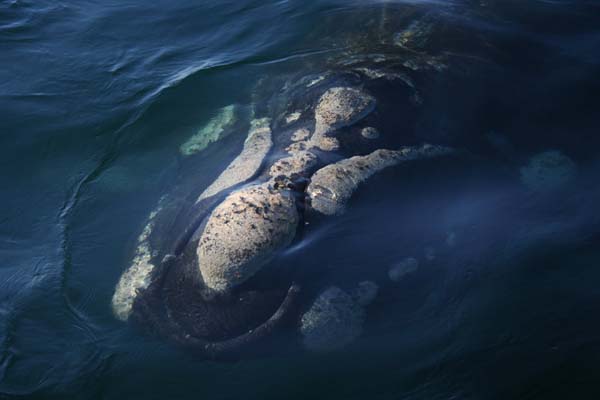 Southern Right Whale | Eubalaena australis Southern Right Whale | Eubalaena australis photo