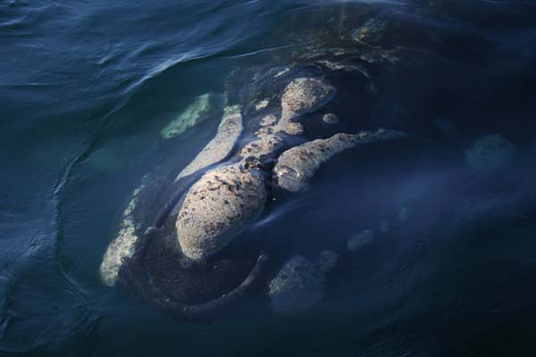 Southern Right Whale | Eubalaena australis photo