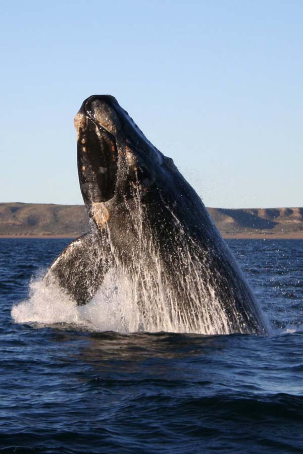 Southern Right Whale | Eubalaena australis photo