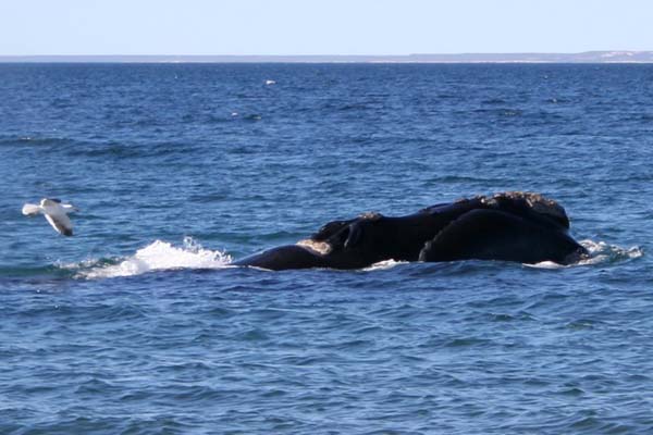 Southern Right Whale | Eubalaena australis photo