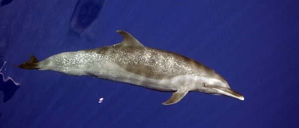 Pantropical Spotted Dolphin | Stenella attenuata photo