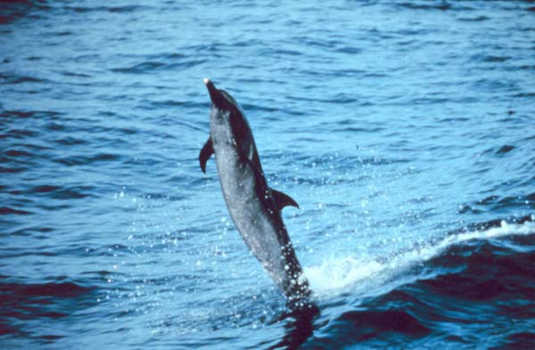 Pantropical Spotted Dolphin | Stenella attenuata photo