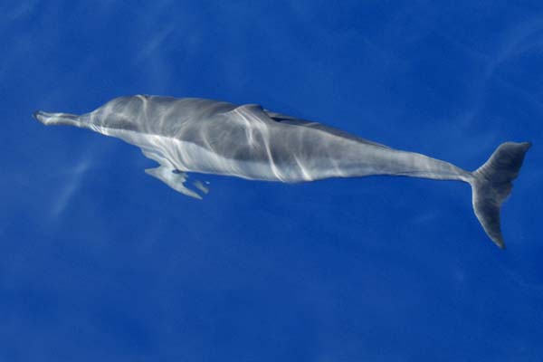 Spinner Dolphin | Stenella longirostris photo