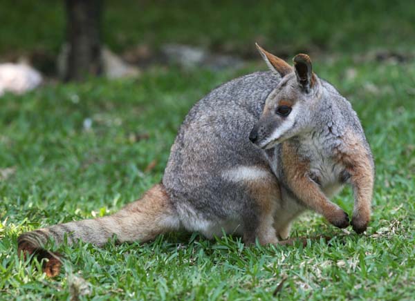 Yellow-footed Rock-wallaby | Petrogale xanthopus photo