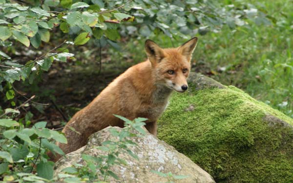 Red Fox | Vulpes vulpes photo