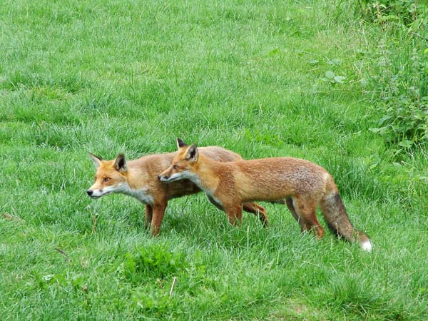 Red Fox | Vulpes vulpes photo