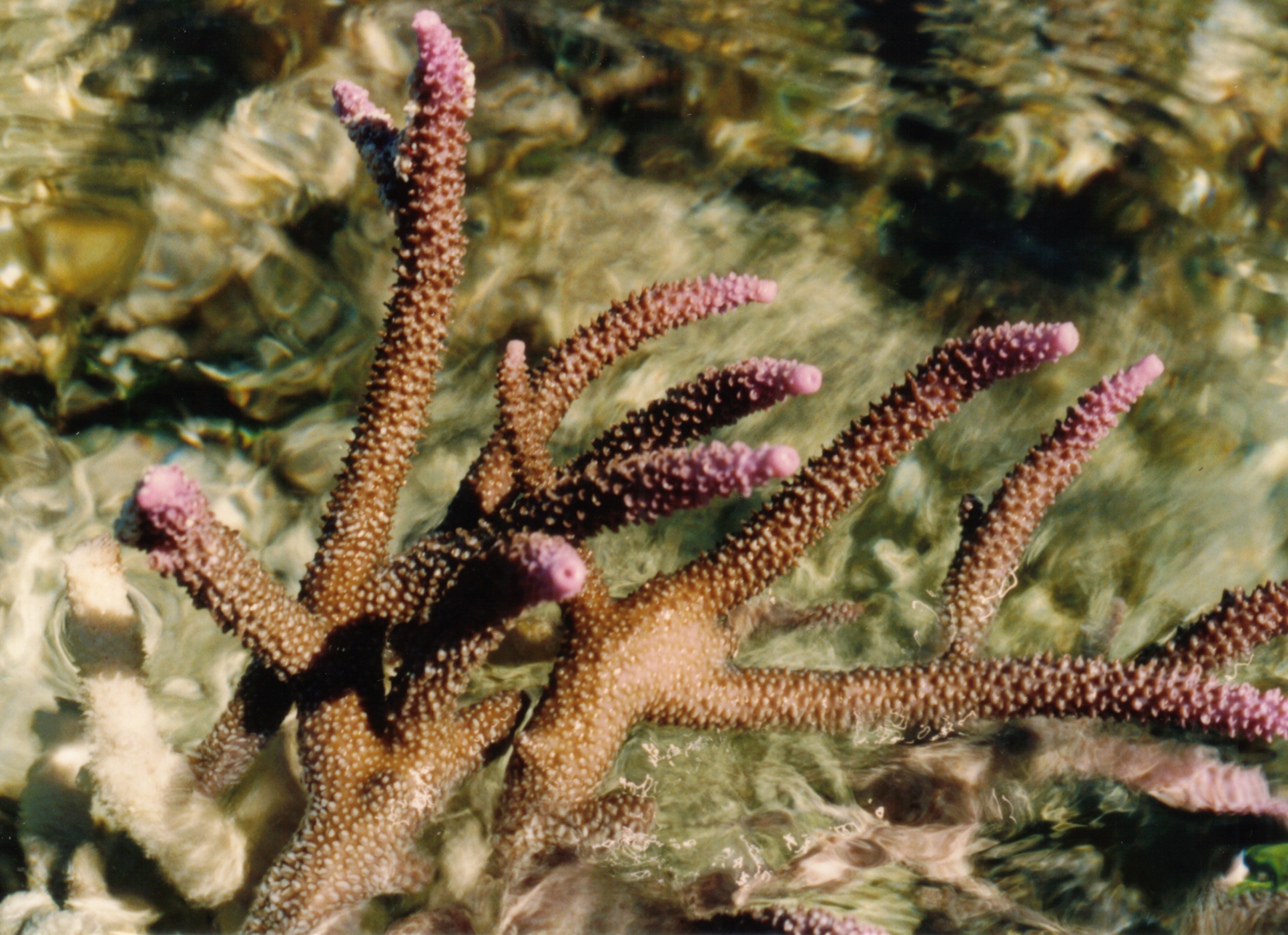 Staghorn Coral | Acropora sp photo