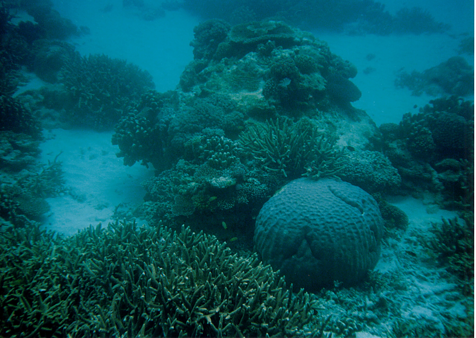 Boulder Coral | Porites sp photo