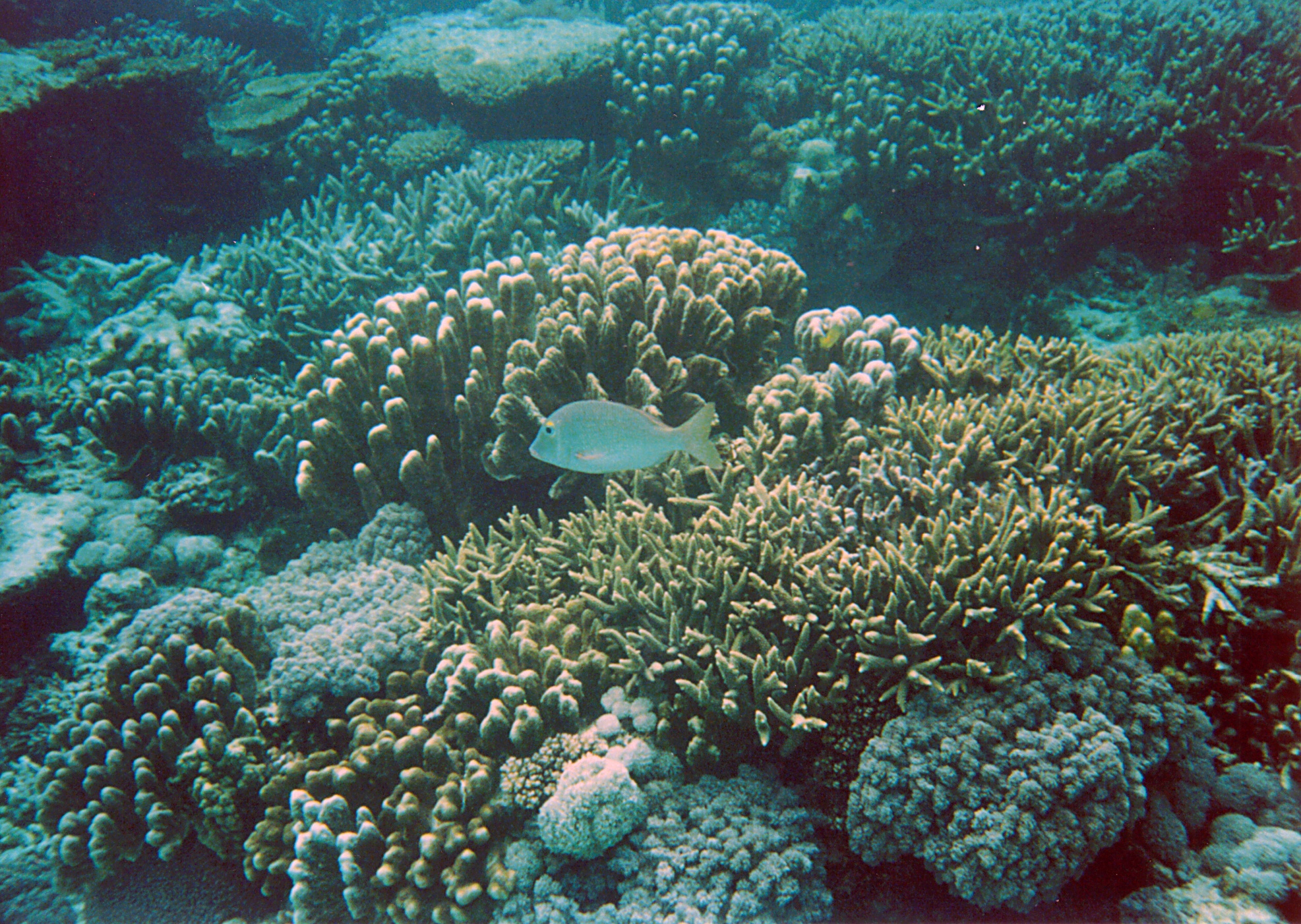 Staghorn Coral | Acropora sp photo