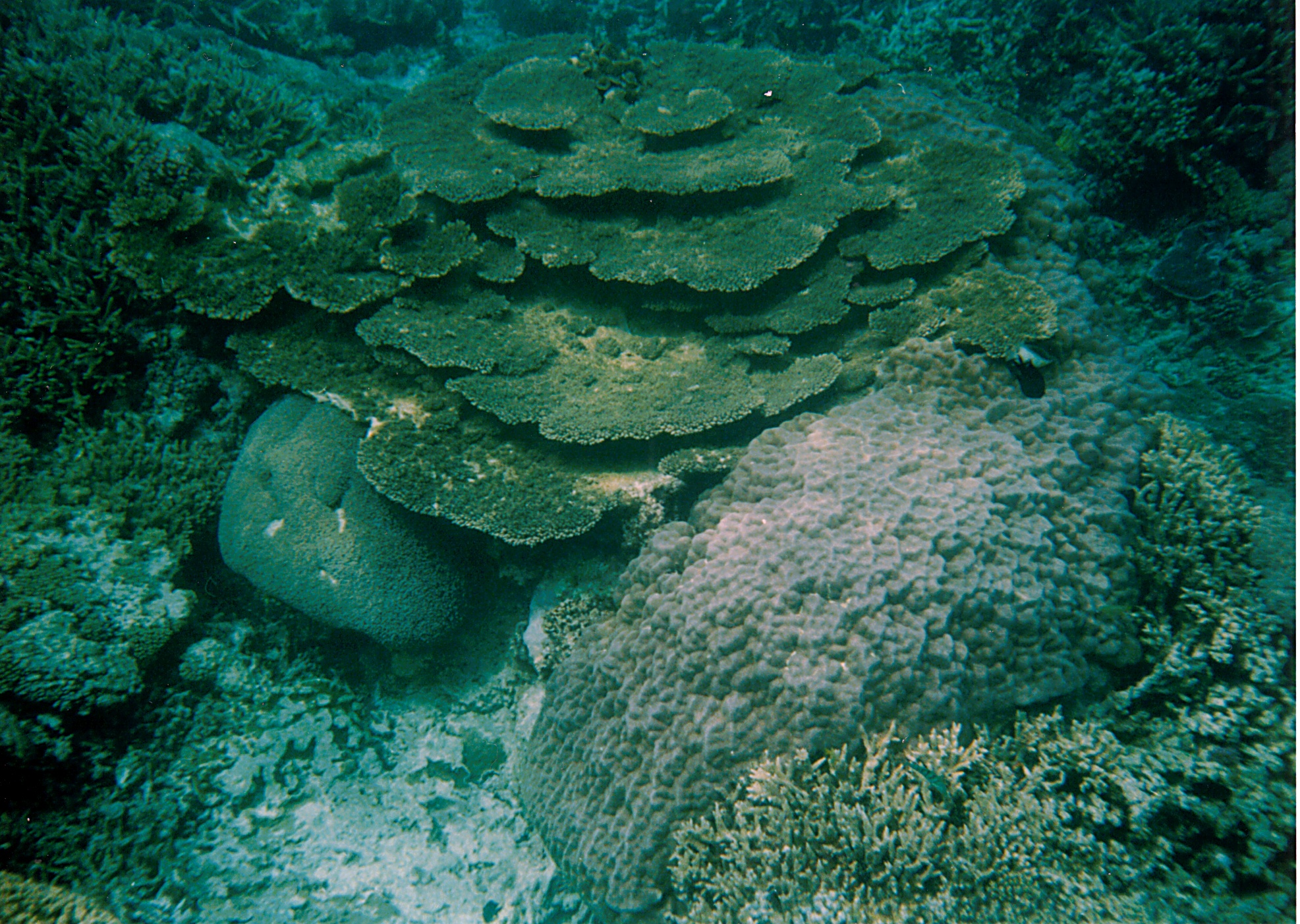 Plate Coral | Acropora sp2 photo