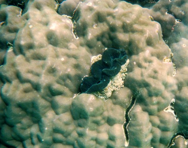 Boulder Coral | Porites sp photo